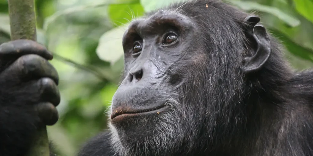 Close-up of a wild chimpanzee in Kalinzu Forest Reserve, Uganda