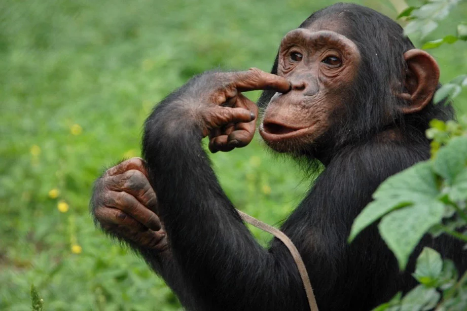 A CHIMPANZEE AT NGAMBA ISLAND