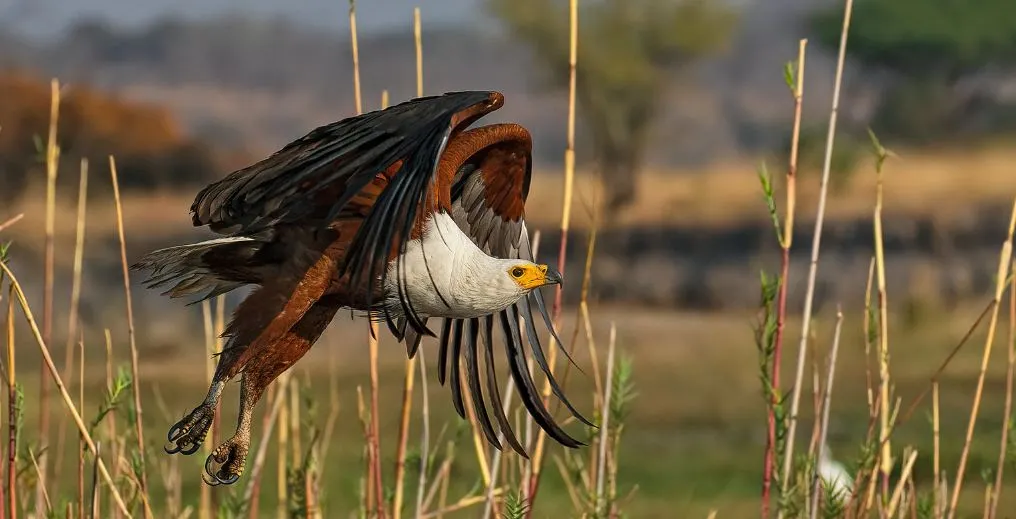 Uganda birding tours