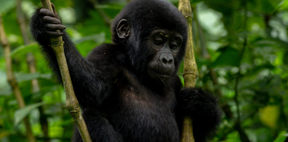 Gorilla trekking in Uganda. A truly unique and unforgettable adventure. Here’s what you can expect