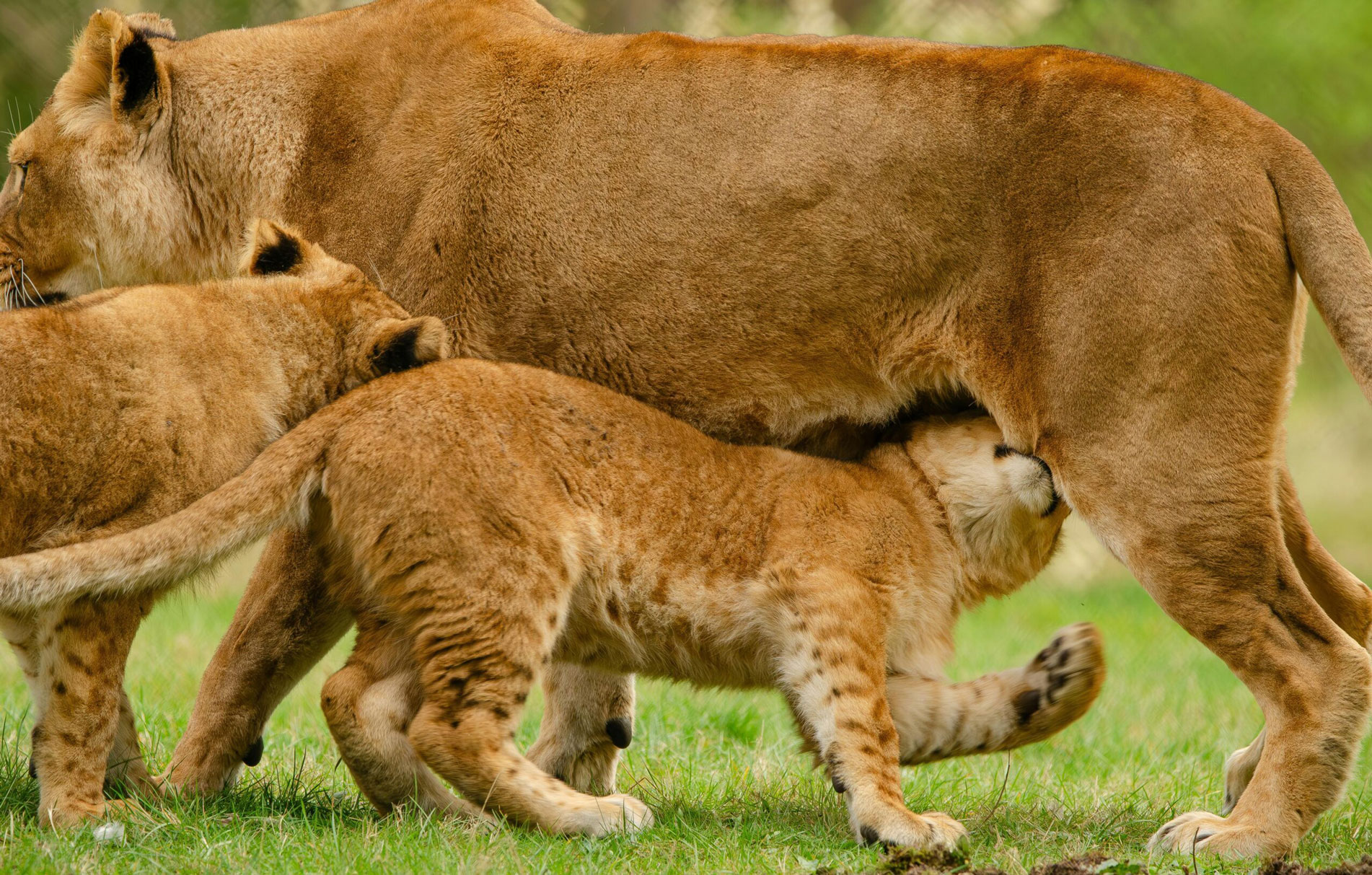 Uganda Safari Tours