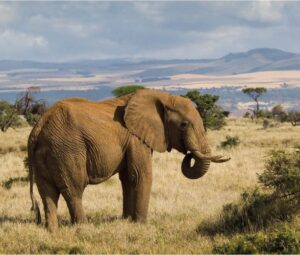 Uganda Safari Safety 2026