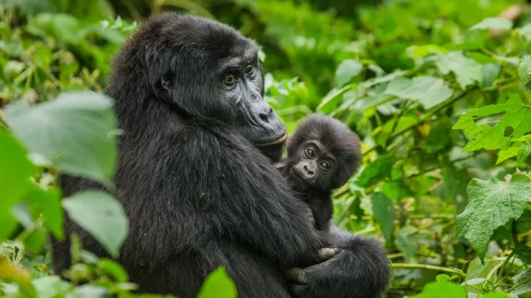 Uganda National Park Fees: Entry, Permits and Activity Prices Gorilla trekking in Bwindi, where permits are the main Uganda national park fees