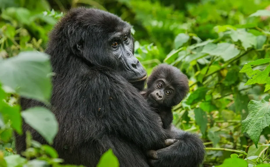 Unforgettable 2026 Mountain Gorilla Trekking Tour: Ultimate Once-in-a-Lifetime Safari in Uganda