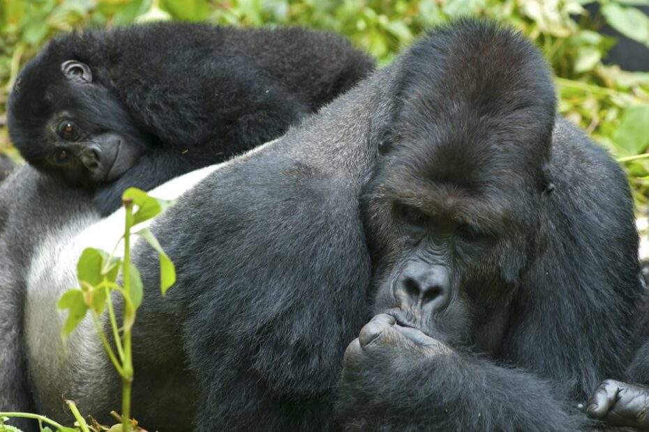 Best Budget-Friendly Way to See Gorillas in Uganda in 2026