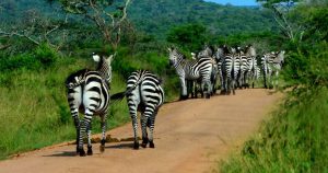Lake Mburo Walking Safari