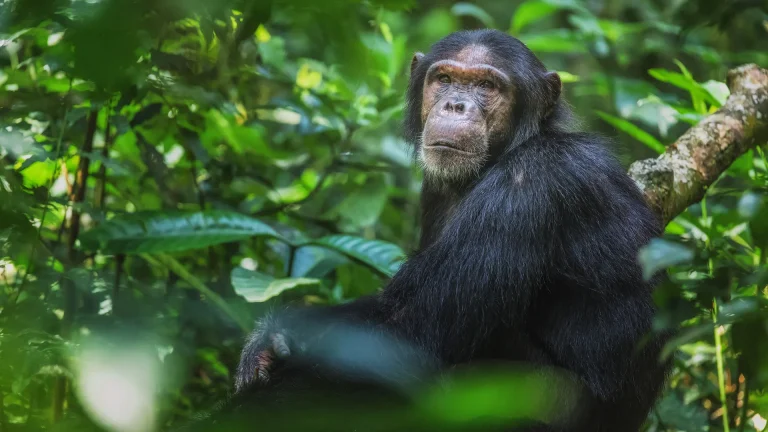 Chimpanzees in Uganda: Facts, Behavior and Where to See Them Chimpanzee on a 2-day chimp trekking tour in Kibale Forest