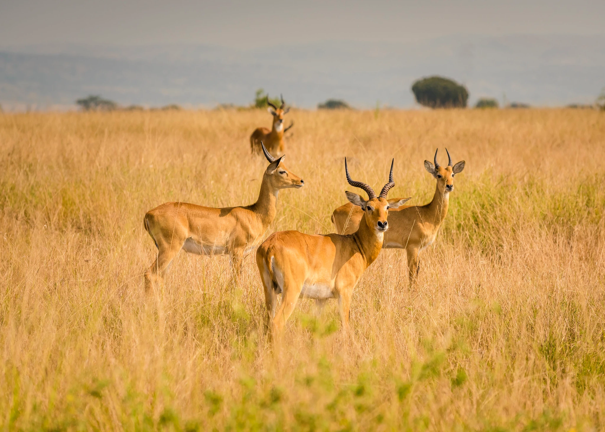 Authentic Uganda Safari: The Country Between the Parks Authentic Uganda Safari: The Country Between the Parks