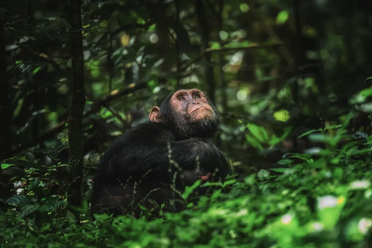 Uganda Photography Safari: 10 Shots of a Lifetime and Where to Get Them Chimpanzee in Kibale Forest