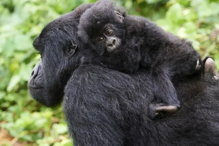 Gorilla Permit Cancellation Policy: Refunds, Rescheduling and Transfers Mother mountain gorilla carrying her baby in Bwindi