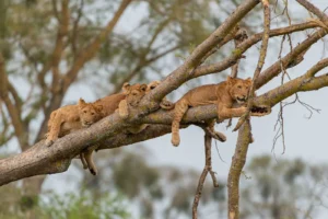 Queen-Elizabeth-National-Park