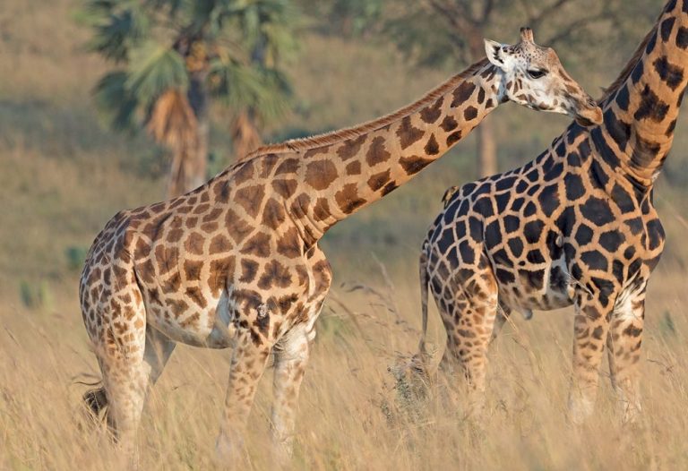 Murchison Falls National Park: Complete Uganda Safari Guide Game drive on a 4-day Murchison Falls wildlife safari
