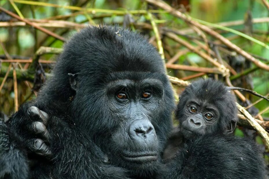 10 Essential Gorilla Trekking Safari Rules You Must Ultimately Follow