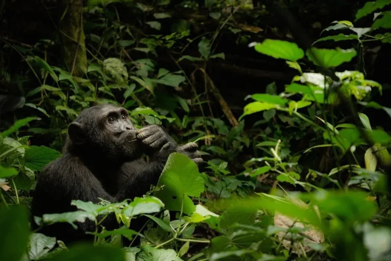 8-day Uganda safari with Big 5, gorillas and chimps