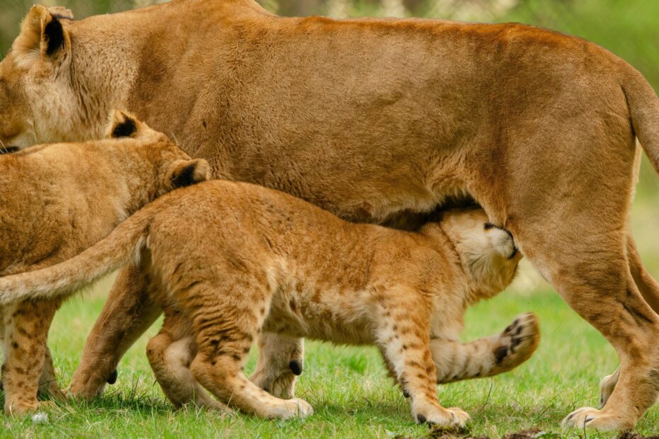 Discover Uganda: A Strategic Call to Boost Domestic Tourism in Uganda 2026 and Beyond Discover Uganda: A Strategic Call to Boost Domestic Tourism in Uganda 2026 and Beyond