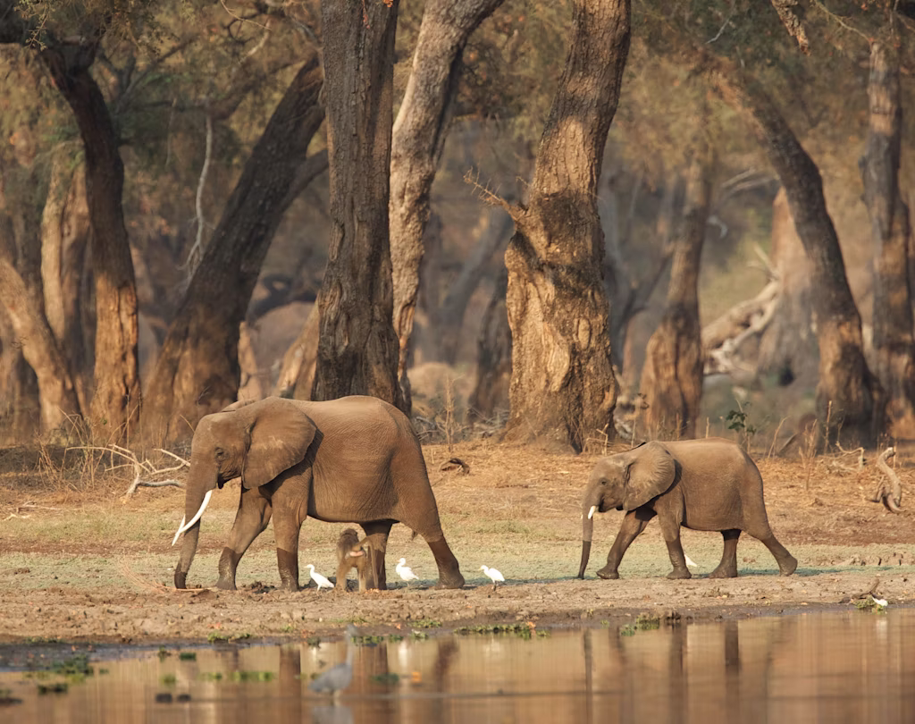 African bush elephant