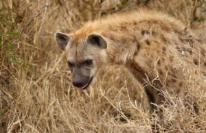 Spotted Hyena
