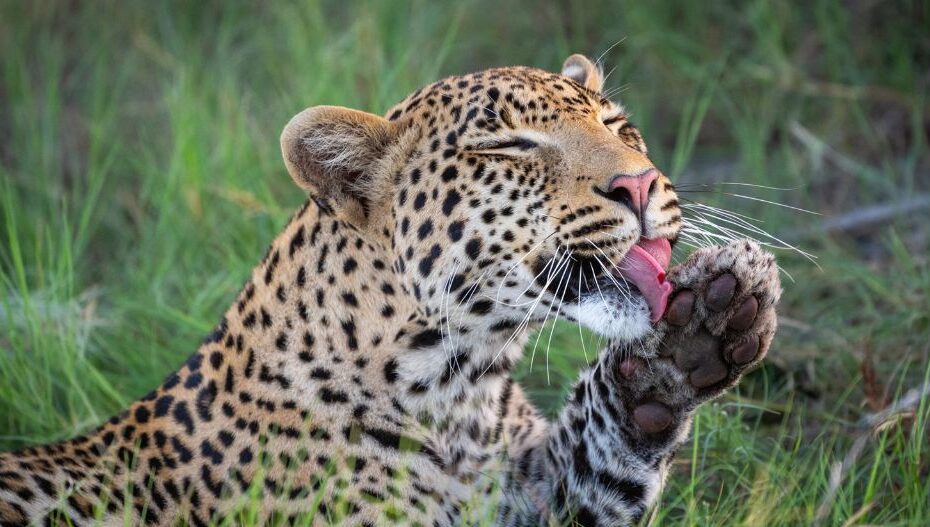 Amazing Animals of Uganda: A Complete Guide to Uganda’s Iconic Wildlife