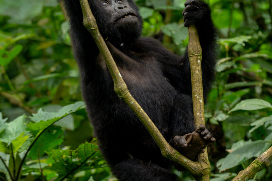 Incredible Gorilla Trekking Permits in Uganda and Rwanda – The Ultimate 2026 Safari Guide