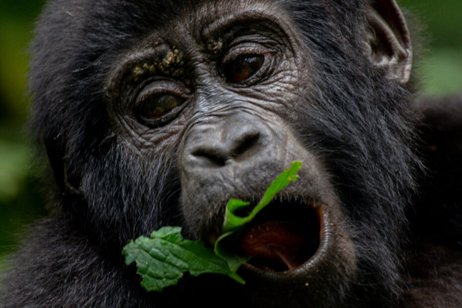 15 Inspiring Reasons to Experience Gorilla Trekking in Uganda: A Life-Changing Safari Adventure