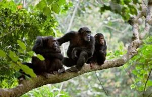 10 Uganda Safari Forests and Bushes Worth Exploring