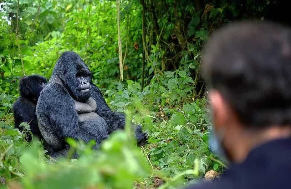 Mountain Gorilla Trekking Permits Uganda