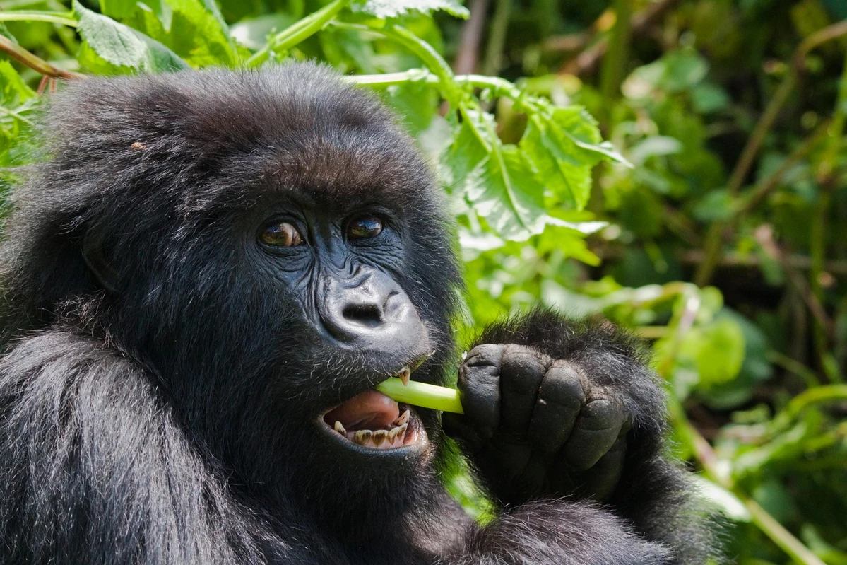 3 Day Uganda Gorilla Trekking Tour in Africa 3 Day Uganda Gorilla Trekking Tour in Africa
