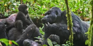 Gorilla Trekking in Uganda During an Ebola Outbreak: What Every Traveller Needs to Know