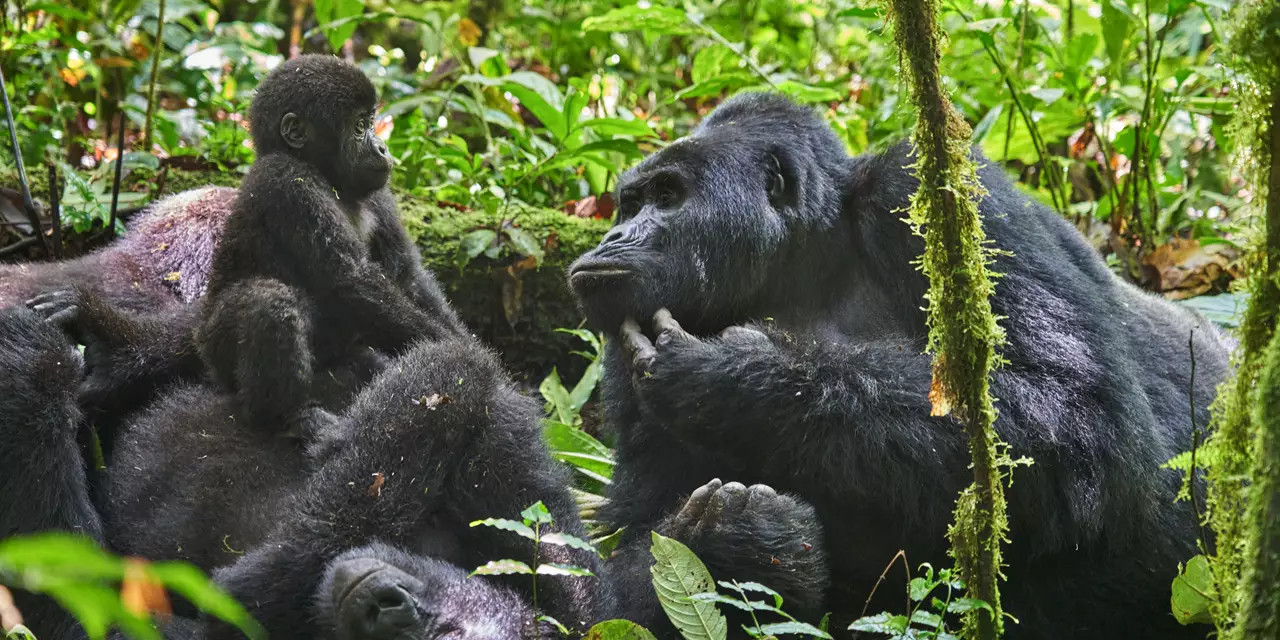 Authentic Uganda Safari: The Country Between the Parks Authentic Uganda Safari: The Country Between the Parks
