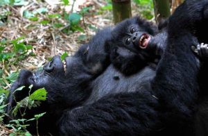 Uganda Gorillas: A Complete Guide to the Mountain Gorillas of Bwindi and Mgahinga Uganda gorillas
