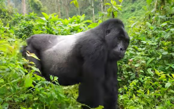 Best Bwindi Gorilla Trekking Sectors in Uganda – Your 2026 Guide