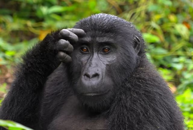 Gorilla Trekking Permits in Uganda: 10 Essential Things to Know 2026