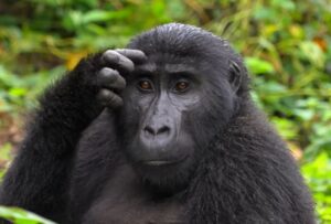 Uganda Gorilla Trekking Rules for a Safe Safari