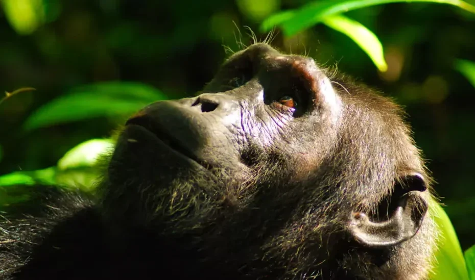 Unforgettable 2026 Chimpanzee Trekking Adventure in Budongo Forest