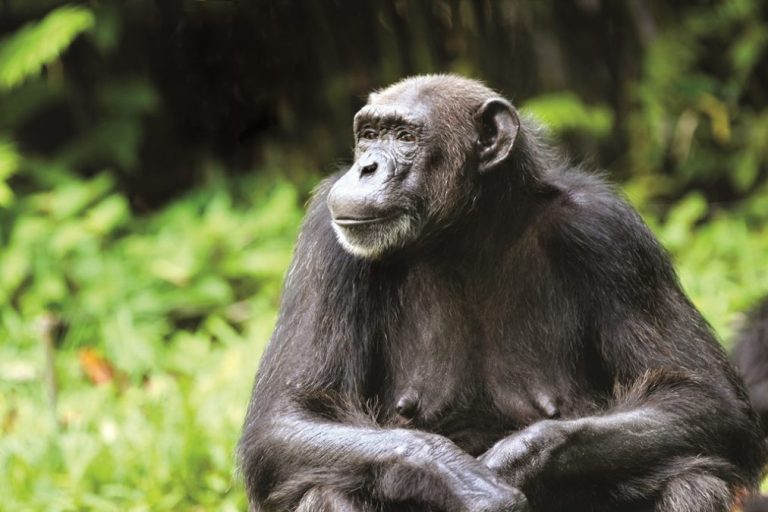 Gorilla Trekking Uganda: Parks, Permits and Tours Chimpanzee trekking on a 4-day affordable Uganda safari