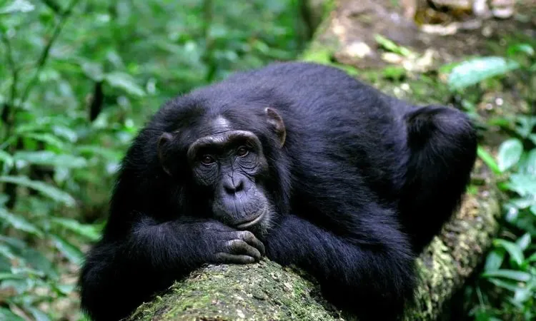 Thrilling Kalinzu Forest Chimpanzee Trekking – A Must-Do Uganda Safari Adventure 2026!