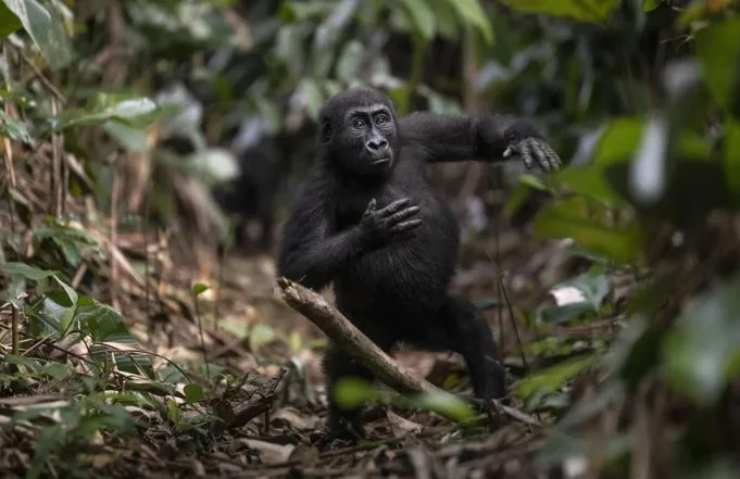 Diet For Gorillas | What Do Gorillas Eat?