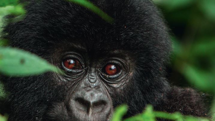 Safe Gorilla Trekking in Uganda