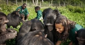 Feeding-Chimps-At-Ngamba-Island