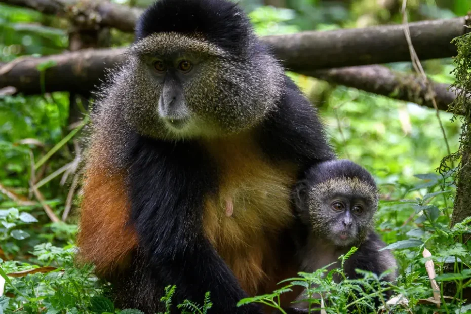 Golden Monkeys and Mountain Gorillas: 3 Amazing Ways to Track Both in Uganda golden monkeys and mountain gorillas