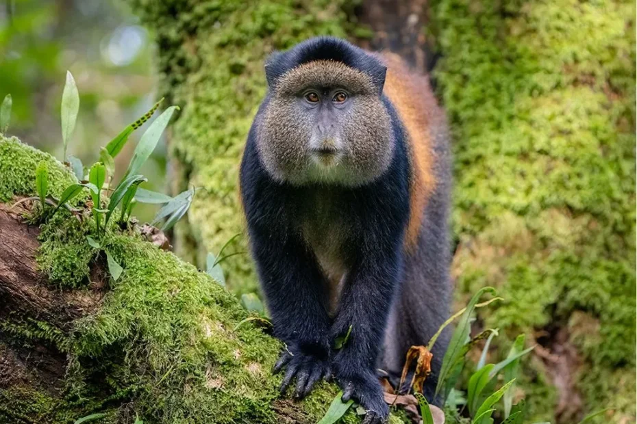 Do a Beautiful Forest Hike To See Golden Monkeys