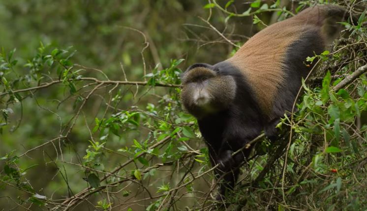 Golden Monkeys and Mountain Gorillas in One Adventure – Your Ultimate Uganda Wildlife Safari (2026 Guide)
