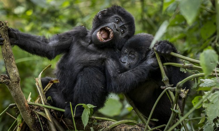 How to Prepare Your Fitness for Gorilla Trekking: A Gentle Guide for first time gorilla trekkers How to Prepare Your Fitness for Gorilla Trekking: A Gentle Guide for first time gorilla trekkers