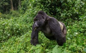 Uganda Honeymoon Safari