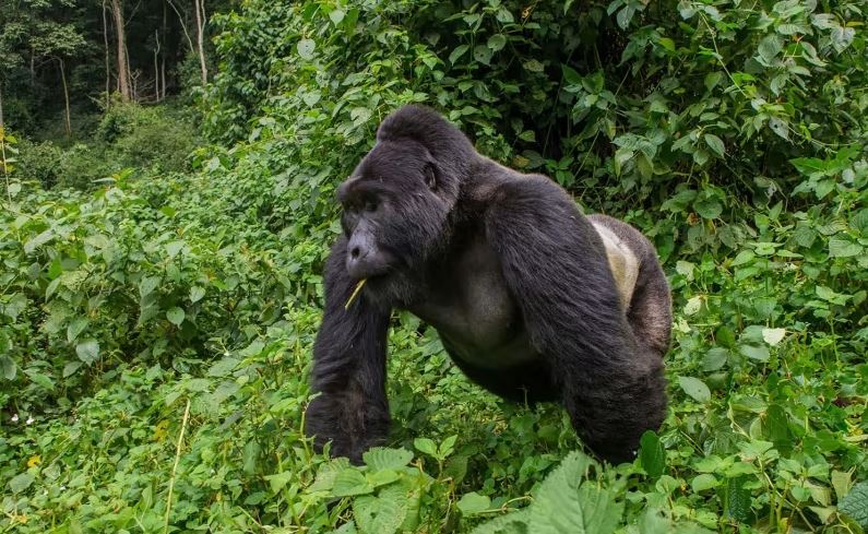 Unforgettable Gorilla Habituation Experience in Bwindi Impenetrable Forest 2026