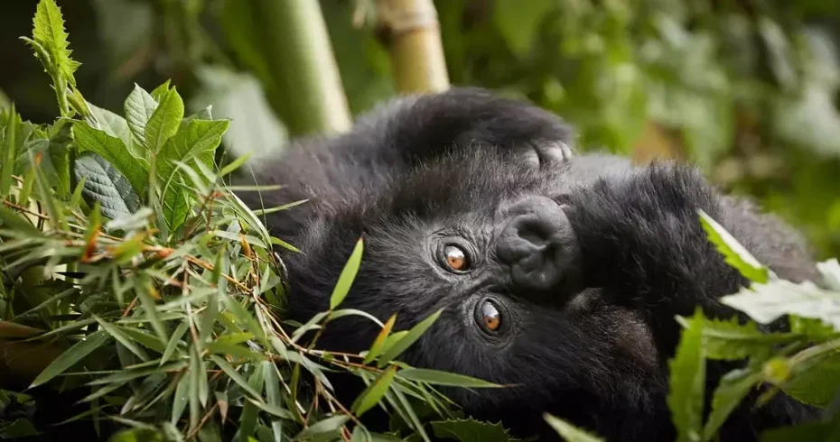 Uganda Gorilla Permit Price Increase 2024 - 2026