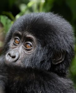 Uganda gorilla safari holiday