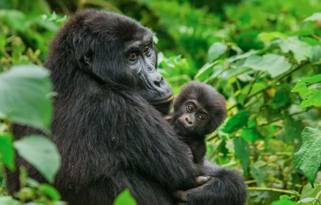 Uganda Gorilla Trekking Permits