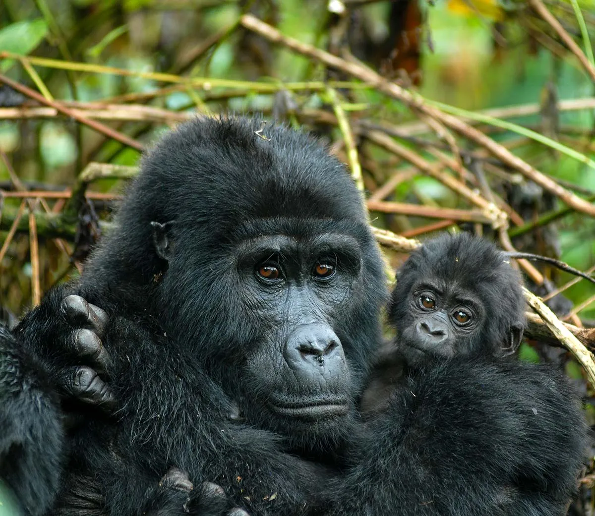 Rwanda safari packages