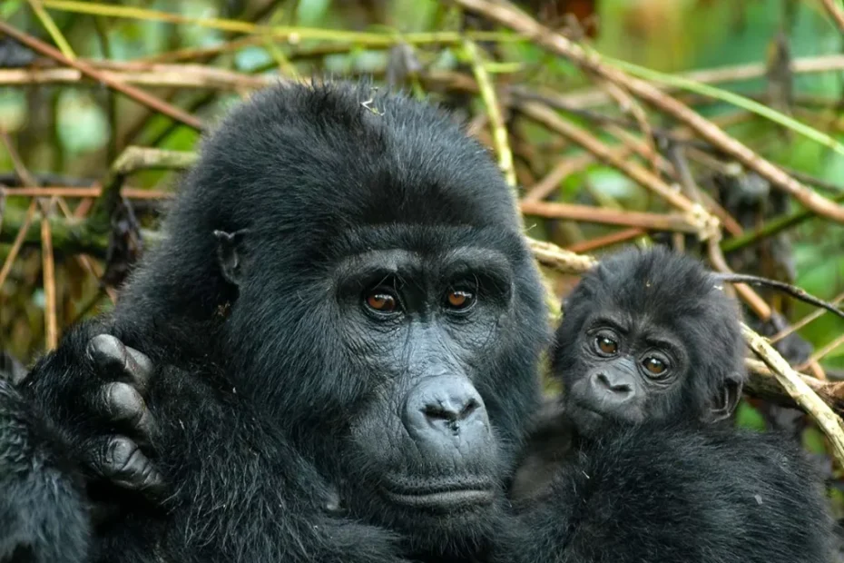 Exclusive Rwanda Gorilla Permits & Discounted Rates 2026!